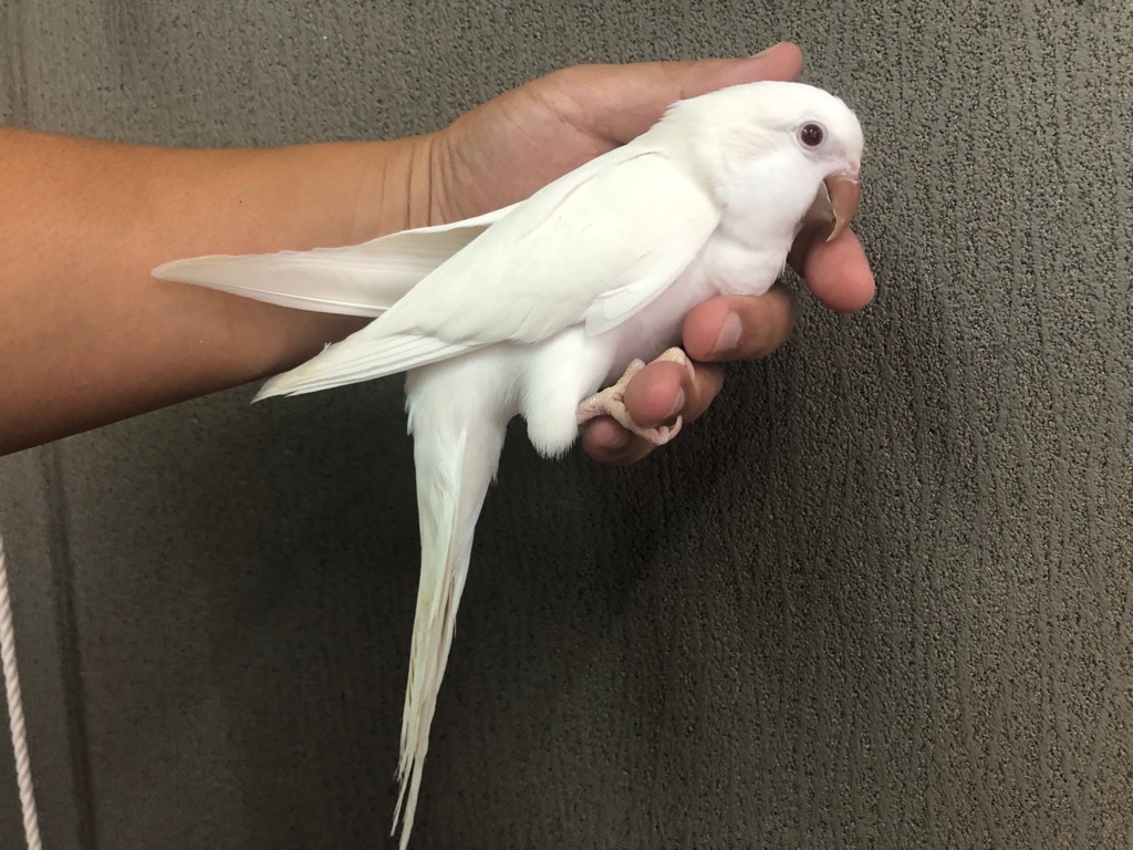 オキナインコ アルビノ ヒナ 手乗り | LOVEBIRDFUKUOKA(ラブバードフクオカ)-インコや小動物の販売専門店-