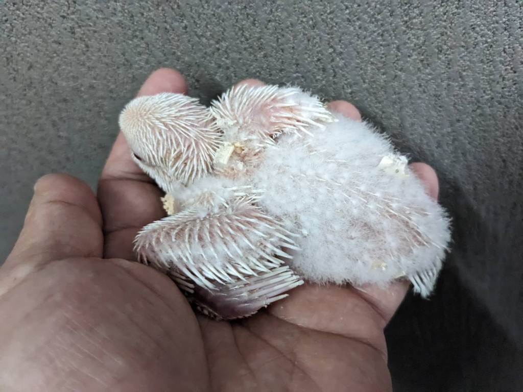 オキナインコ アルビノ ヒナ 手乗り | LOVEBIRDFUKUOKA(ラブバードフクオカ)-インコや小動物の販売専門店-