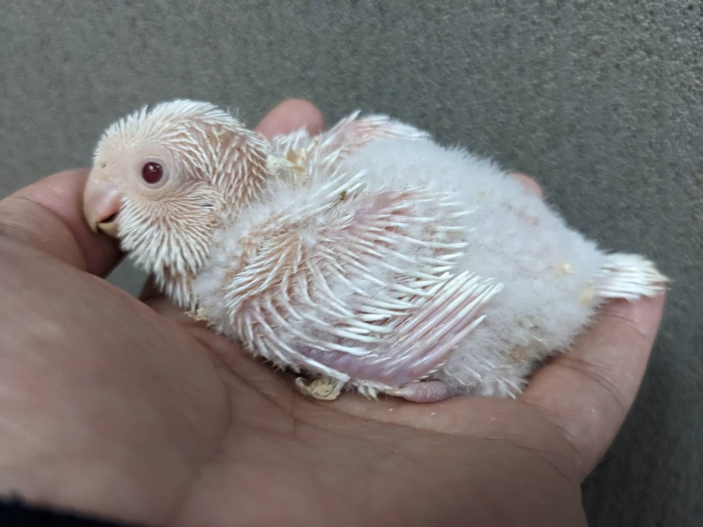 オキナインコ アルビノ ヒナ 手乗り | LOVEBIRDFUKUOKA(ラブバードフクオカ)-インコや小動物の販売専門店-