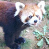 Lesser panda