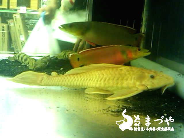 アルビノセルフィンプレコ35cm 入荷 | 日本産淡水魚・大型肉食魚なま  