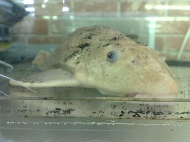 アルビノセルフィンプレコ 35cm