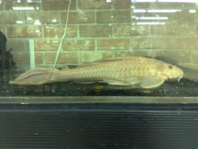 アルビノセルフィンプレコ 35cm