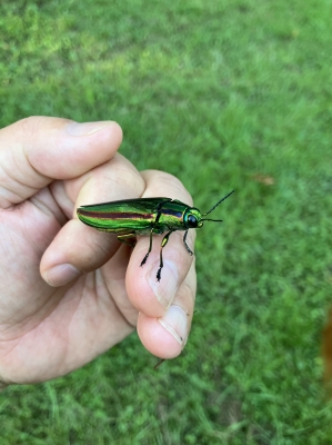 珍しい虫を見つけました！ | アクセサリー屋の社長ブログ