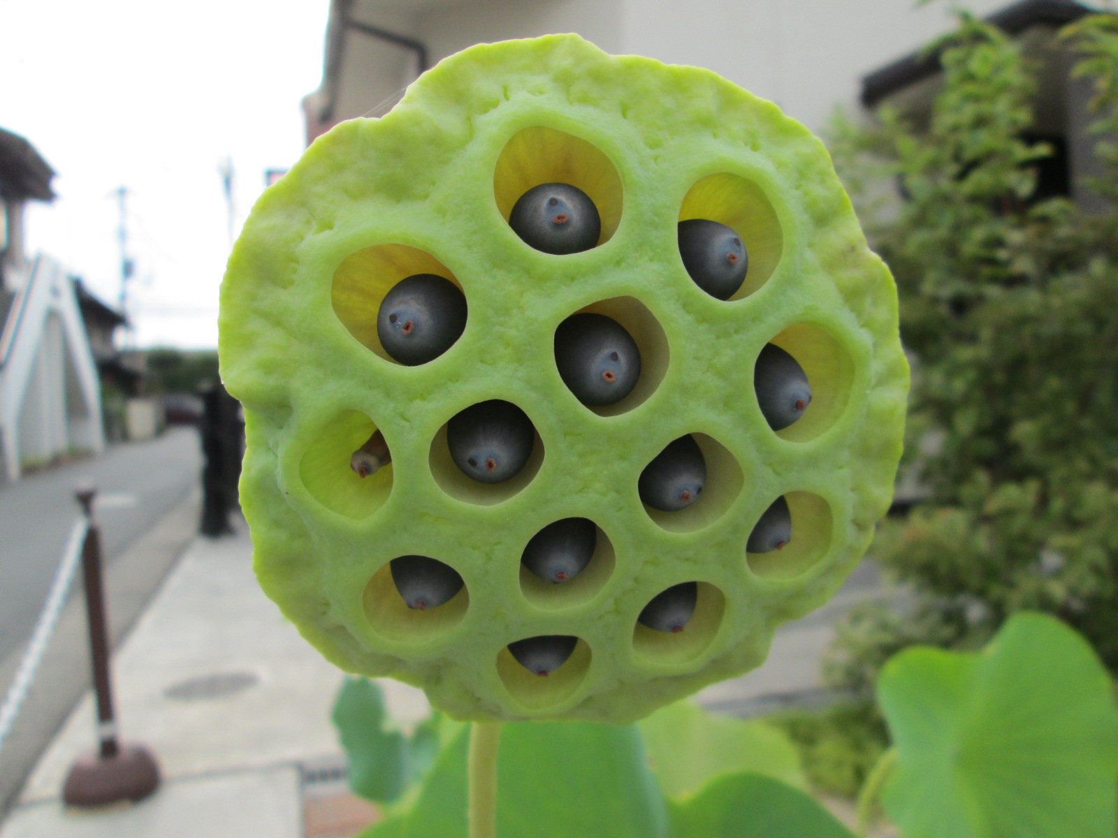 花托の変化 | 大賀ハスと撫川うちわ
