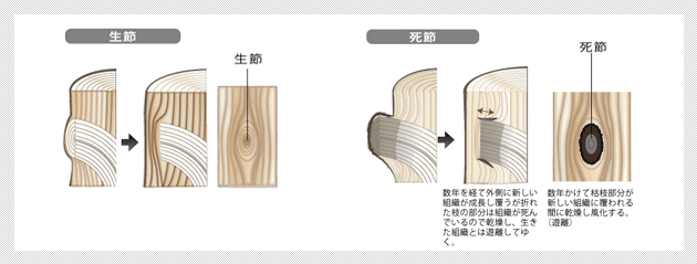 木の節(ふし)について | くが工務店BLOG