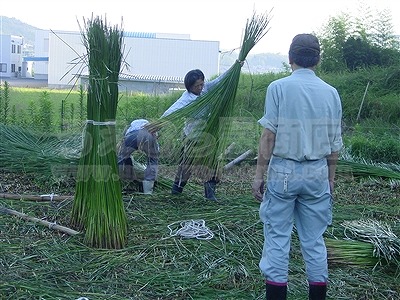 〜幻の大分県国東産七島表（しっとう）［本琉球表］の三角い草刈り体験〜にっぽんの琉球畳オススメするうえむら畳7