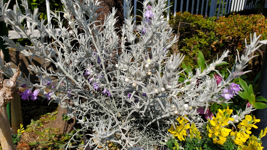 ✴︎1960年代 ヴィンテージ・トルコラグ✴︎lavender/ice-gray ✴︎1960年代 ヴィンテージ・トルコラグ✴︎lavender/ice-gray 【公式