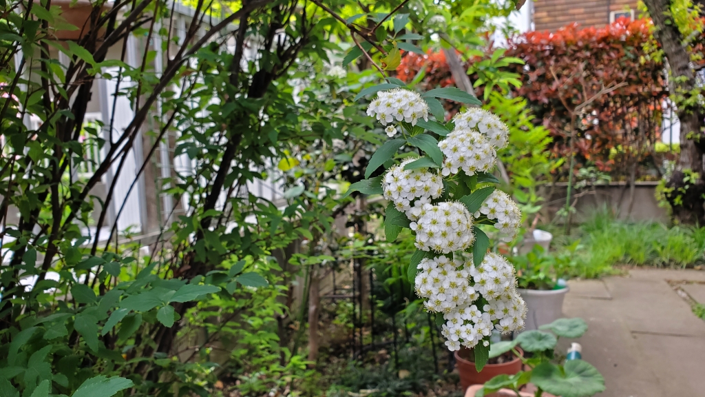 白い花…… | My First JUGEM