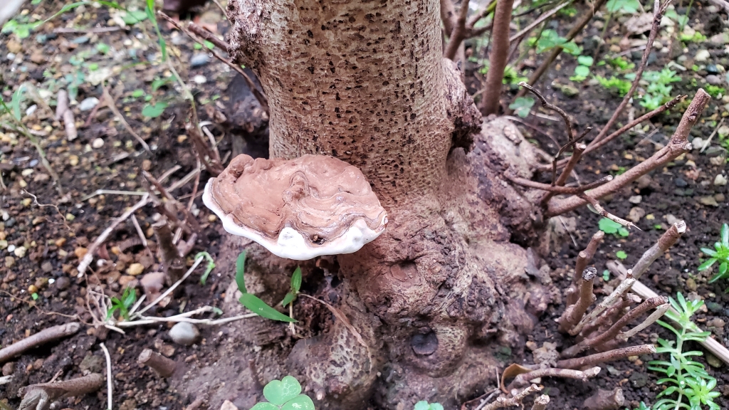 珍しい親子のサルノコシカケ album01-min.jpg