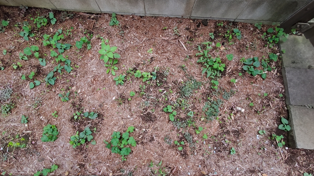 雑草 四季の散歩が楽しくなる ［決定版］雑草・山野草の呼び名事典 | 亀田