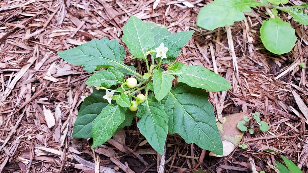 新登場の雑草…… | My First JUGEM