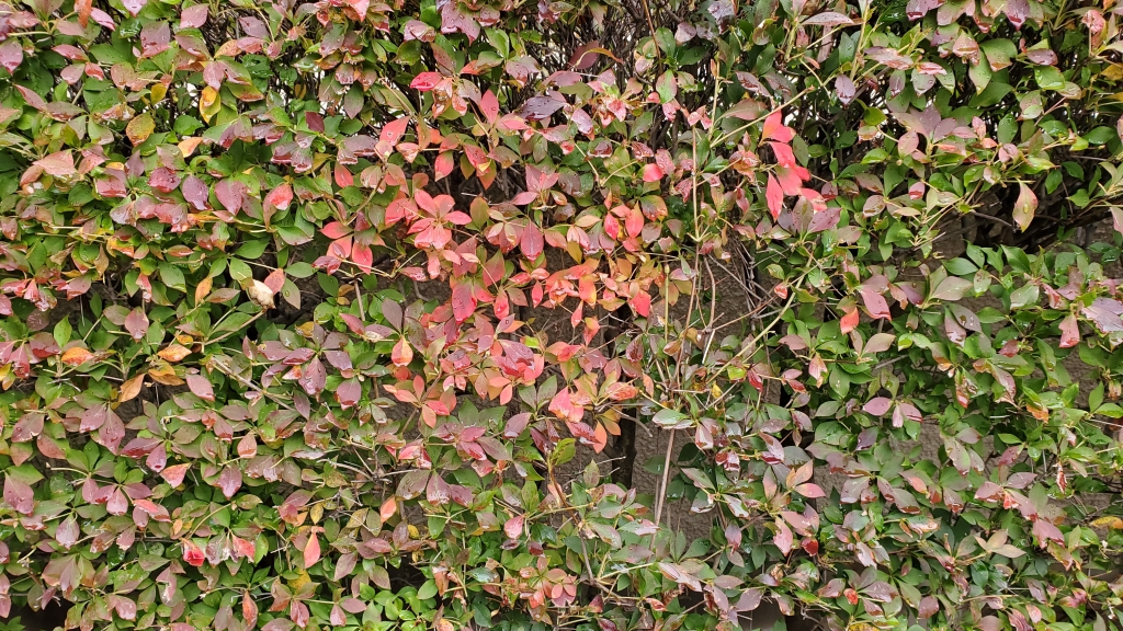 ドウダンツツジ 45