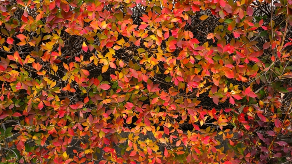 紅葉を始めたドウダンツツジ…… | My First JUGEM