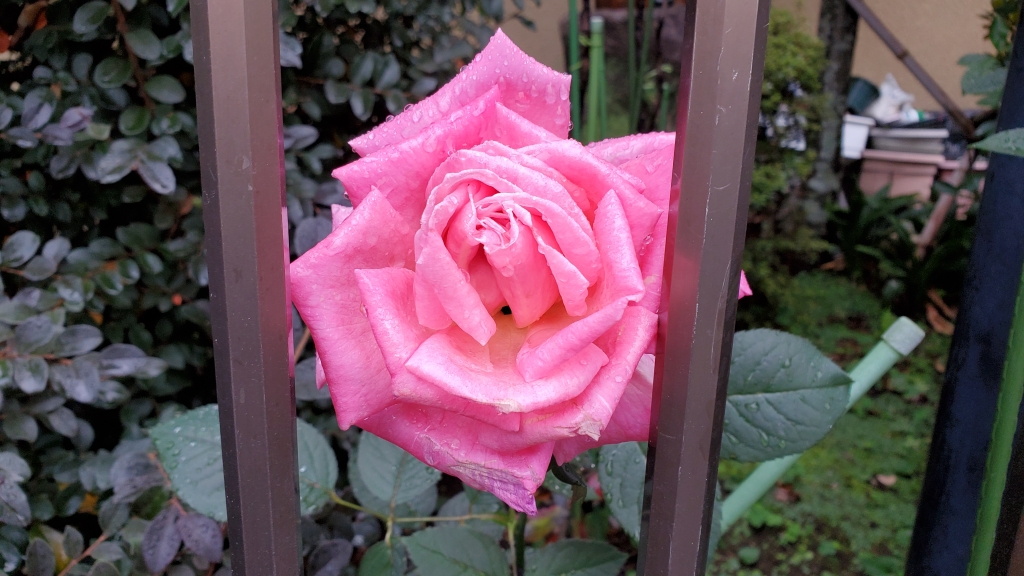 紅葉を始めたドウダンツツジ…… | My First JUGEM