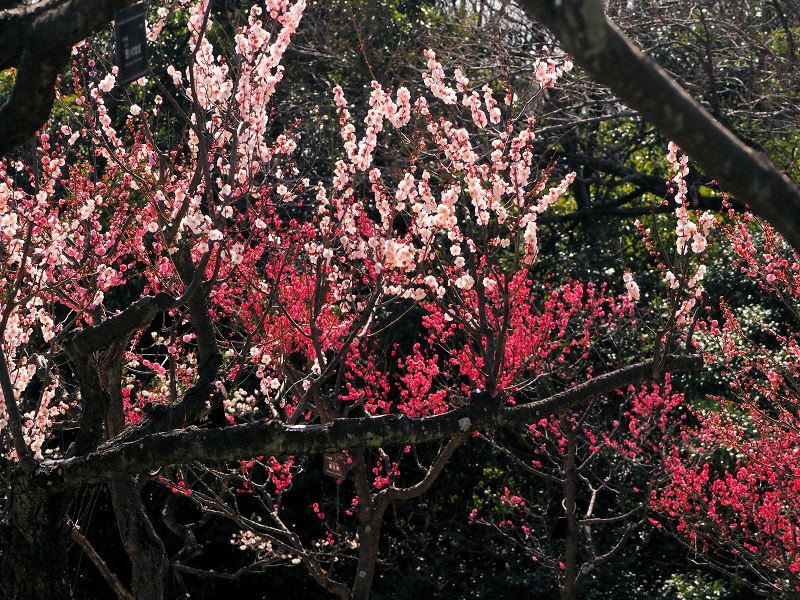 東山植物園 梅園 | 日々の間に間に