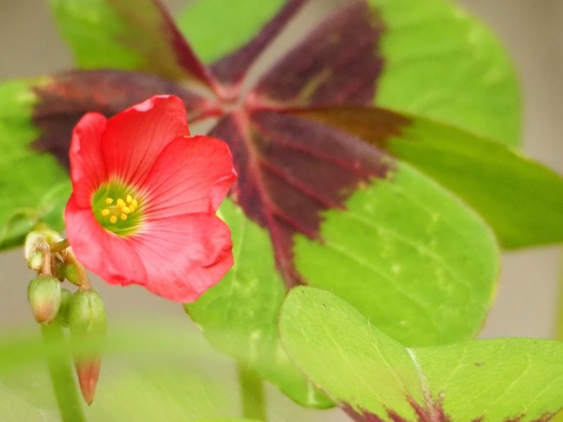 こんな花とあんな花 | 日々の間に間に