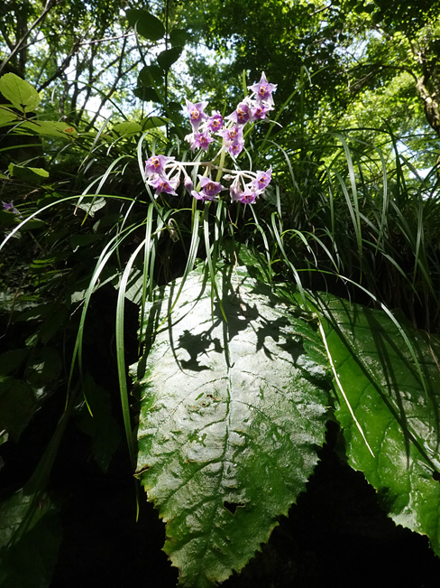 【呪物】蓬莱の輪（花鳥風月） 呪物】蓬莱の輪（花鳥風月） （花鳥風月 (Round ver)）