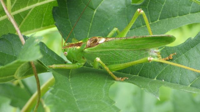 この時期見られる昆虫:ウマオイ | 昆虫はかせネットワークブログ