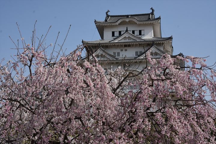 堀から見上げる桜の姫路城、佐原聖春、F15号油絵 絵画 油絵 姫路城の桜 F30号 （木村由記夫） 【肉筆】【油絵】【日本の
