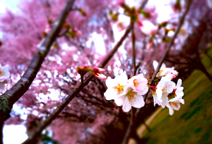 sakura.kagawa.jpg