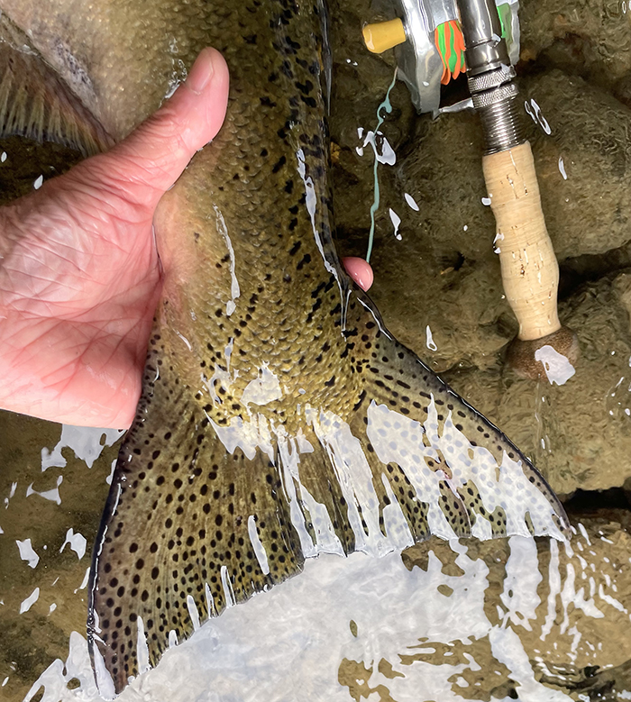 DBH55 FLAX WEAVER ブランブリーヘッジ ハイヒルズ　登山 奔流のデーモン、キャンベルリバー 1 | ひぐらしフライ