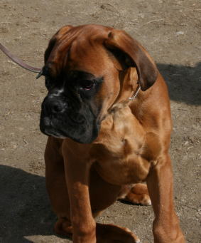 Resultado de imagen para ç¬ boxer æ²ãã