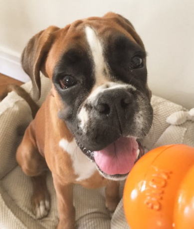 Resultado de imagen para 犬 boxer 美しい