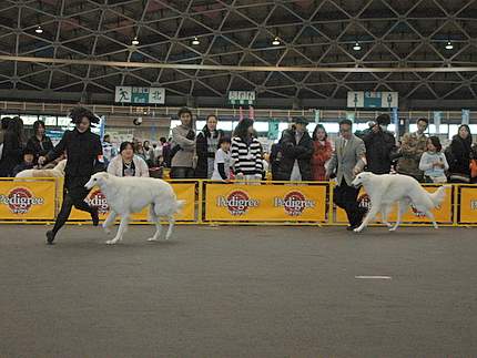 2月28日のボルゾイ単独展にて←カリンコさん。 | ボルゾイ子犬