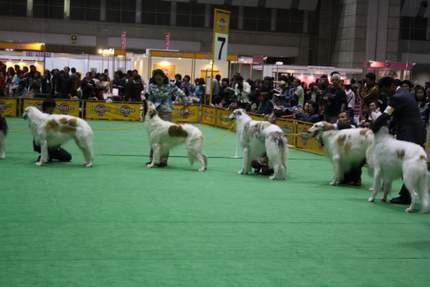 「ボルゾイの事典  ― 性格、飼育、沿革、繁殖まですべてがわかる決定版」大関京子 ボルゾイの事典 ― 性格、飼育、沿革、繁殖まですべてがわかる