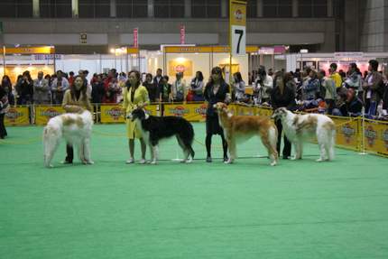「ボルゾイの事典  ― 性格、飼育、沿革、繁殖まですべてがわかる決定版」大関京子 Amazon.co.jp: ボルゾイの事典: 性格、飼育、沿革、繁殖まで