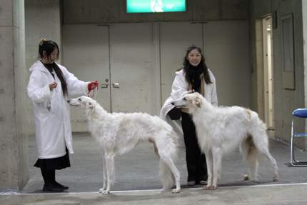 「ボルゾイの事典  ― 性格、飼育、沿革、繁殖まですべてがわかる決定版」大関京子 Amazon.co.jp: ボルゾイの事典: 性格、飼育、沿革、繁殖まで