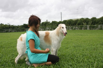 ドッグショーで活躍しているベルサリウス・ボルゾイ達でーす