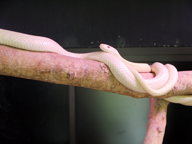 岩国道中（4） シロヘビ | ゆったりねっと