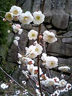 ume