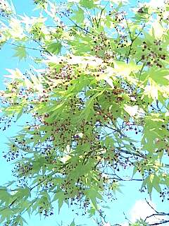 momiji