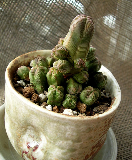 緑麗しき☆だるま緑塔、何かが違う | 葉ッppyぷらんつ～多肉と