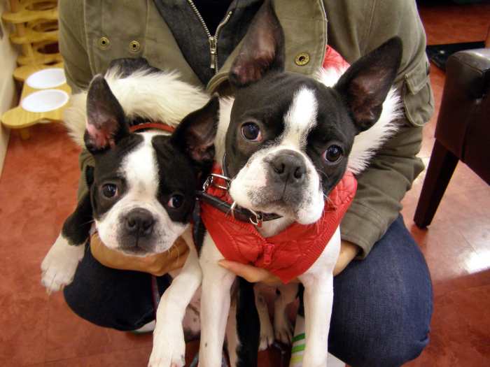 Resultado de imagen para Boston Terrier ç¬ ãã¼ãªã³ã°