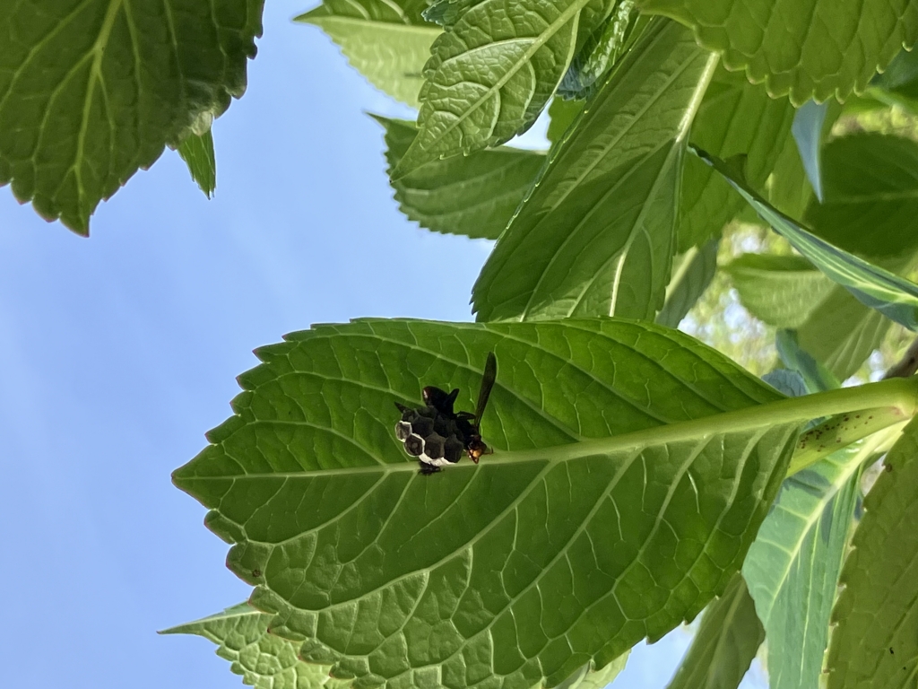 女王蜂の一生 | 石見銀山通信