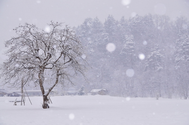 真作】掛軸青治銘雪景の詩情山間の冬景色幽玄の冬景銀世界Q95