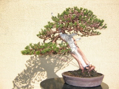 素晴らしい糸魚川真柏盆栽2個セット