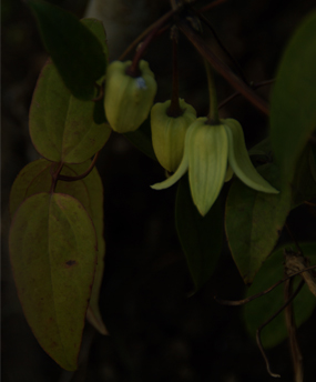 clematis.jpg