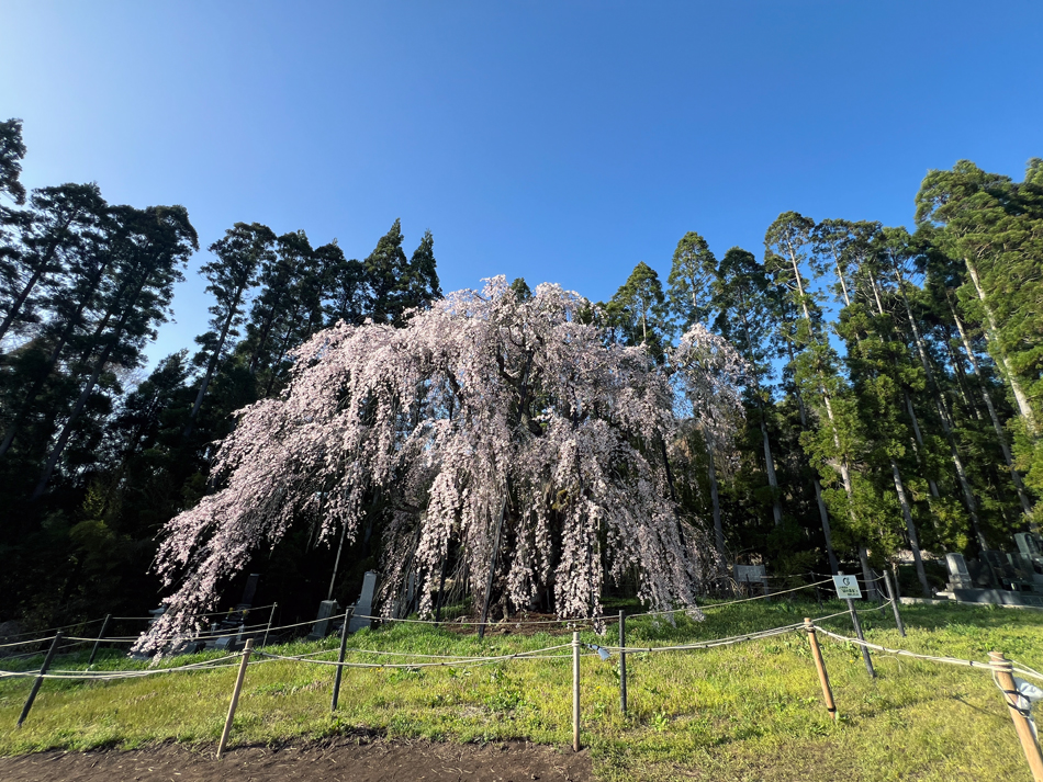 長野県高山村の桜と星空 | 星空のある風景写真BLOG ～眠りたくない夜が