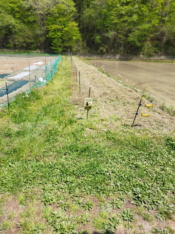 畦の草刈り | レオくんの日々の出来事