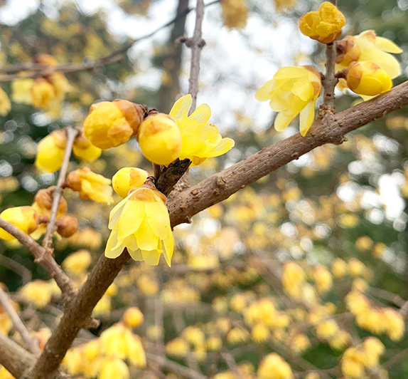 蠟梅の香りが待ち遠しい☆