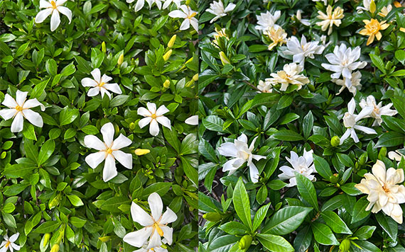 くちなしの花☆