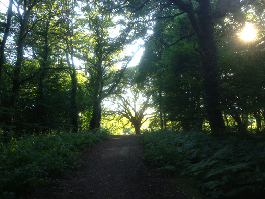 Epping forest - Loughton station - Buckhurst Hill station/ エッピング フォレスト ...