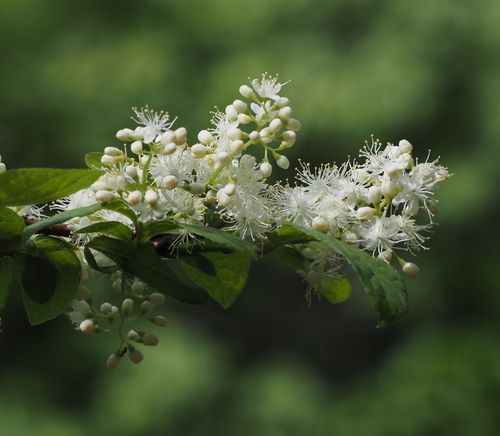 木の花咲く芦生 | 森の石ころ3