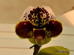 Paph. Humphrey Date Dandy