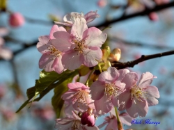 ť Prunus x Kanzakura Kawazu